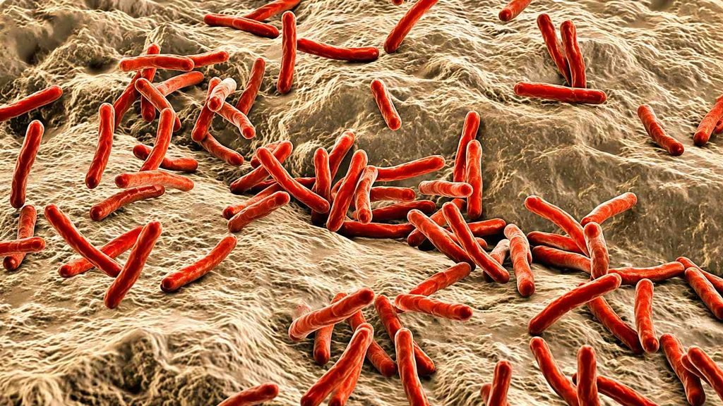 Mycobacterium leprae