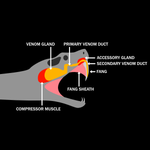 Morphology of Deadly Snakes and Venom-Based Weapons Used by Ancient Armies